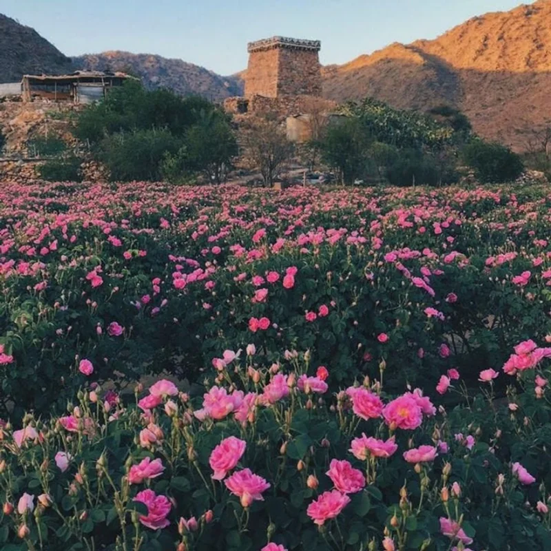 مزارع الطائف